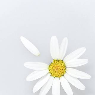 White mobile aesthetic wallpaper