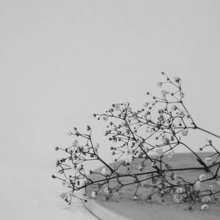 White mobile aesthetic wallpaper