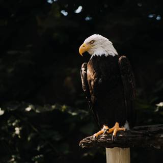 Eagle 4k mobile wallpaper