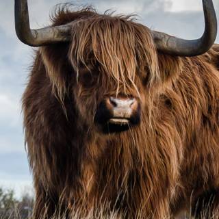 Bull iPhone wallpaper