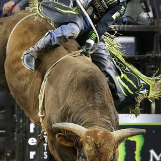 Bull iPhone wallpaper