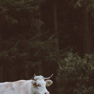 Bull iPhone wallpaper