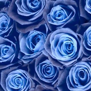 Blue flowers iPhone wallpaper