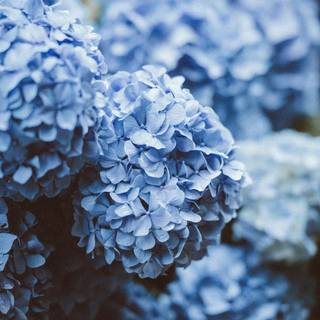 Blue flowers iPhone wallpaper