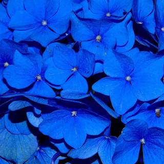 Blue flowers iPhone wallpaper