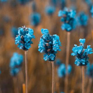 Blue flowers iPhone wallpaper