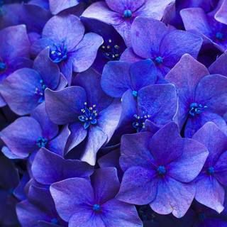 Blue flowers iPhone wallpaper