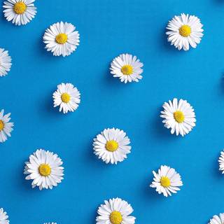 Blue flowers iPhone wallpaper