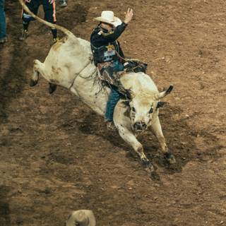 Bull iPhone wallpaper