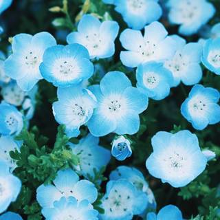 Blue flowers iPhone wallpaper