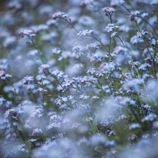 Blue flowers iPhone wallpaper