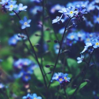 Blue flowers iPhone wallpaper