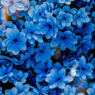 Blue flowers iPhone wallpaper