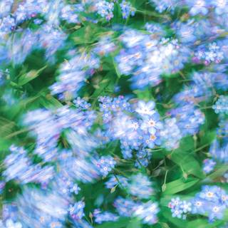 Blue flowers iPhone wallpaper