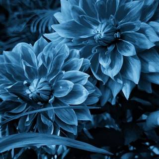 Blue flowers iPhone wallpaper