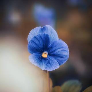 Blue flowers iPhone wallpaper