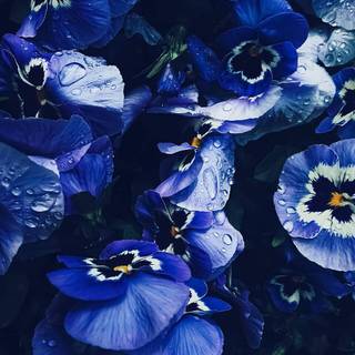 Blue flowers iPhone wallpaper