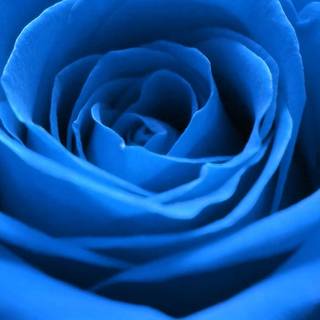 Blue flowers iPhone wallpaper