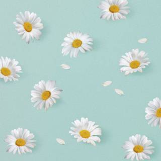 Blue flowers iPhone wallpaper