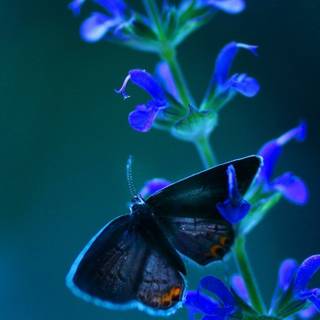 Blue flowers iPhone wallpaper