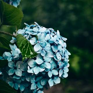 Blue flowers iPhone wallpaper