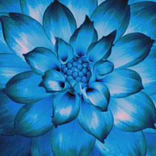 Blue flowers iPhone wallpaper