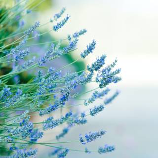 Blue flowers iPhone wallpaper