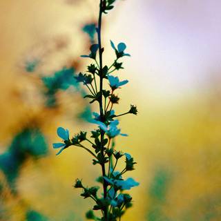 Blue flowers iPhone wallpaper