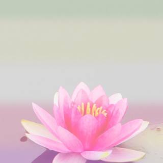 Lotus phone wallpaper