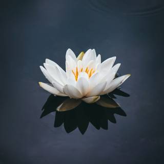 Lotus phone wallpaper