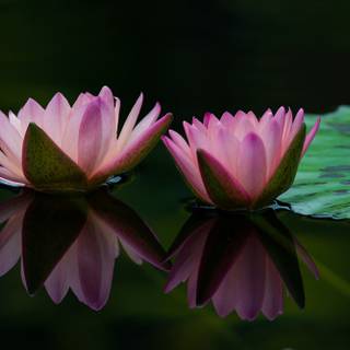 Flower in water wallpaper