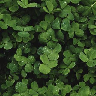St Patrick’s Day iPhone wallpaper