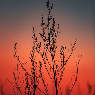 Red and white iPhone wallpaper