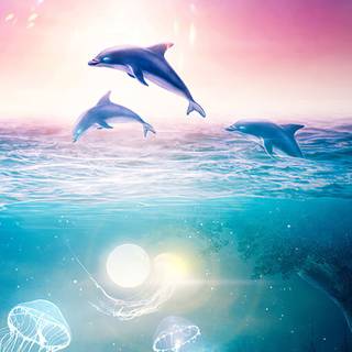 Dolphin phone wallpaper