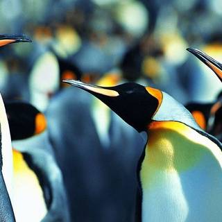 King penguin wallpaper