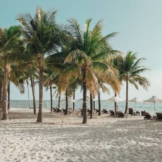 Beach with palm trees wallpaper