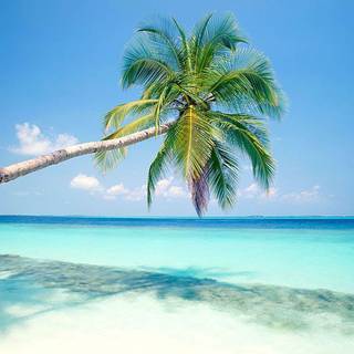 Beach with palm trees wallpaper