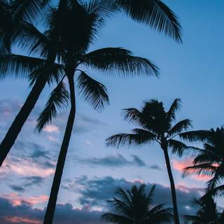 Beach with palm trees wallpaper