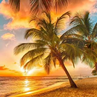 Beach with palm trees wallpaper