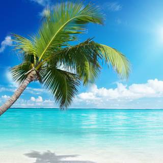 Beach with palm trees wallpaper