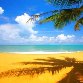 Beach with palm trees wallpaper