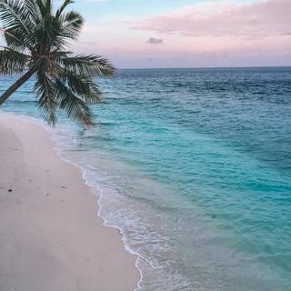 Beach with palm trees wallpaper