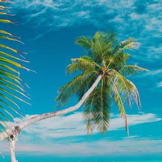 Beach with palm trees wallpaper