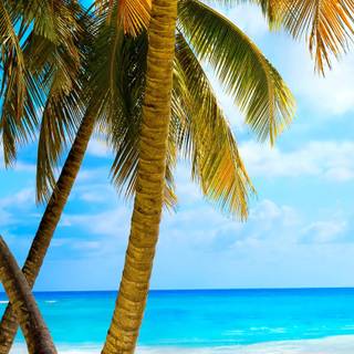 Beach with palm trees wallpaper