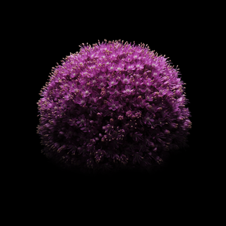 iPhone 15 Plus wallpaper