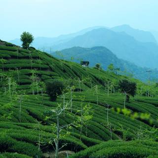 Tea farm wallpaper