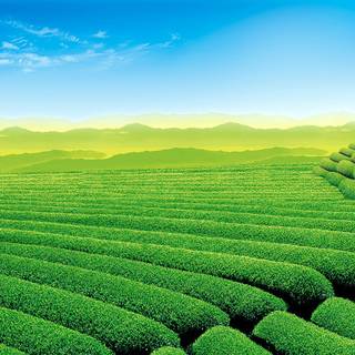 Tea farm wallpaper