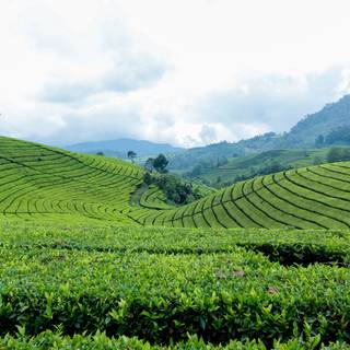 Tea farm wallpaper