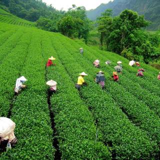 Tea farm wallpaper
