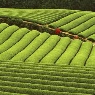 Tea farm wallpaper